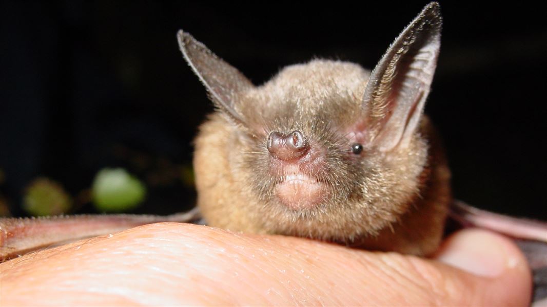 A close up of a short-tailed bat on a person's hand.