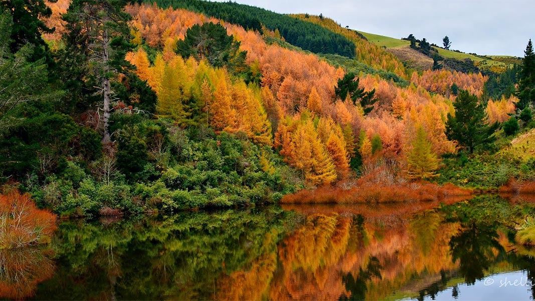 Reflections at Gabriel's Gully. 