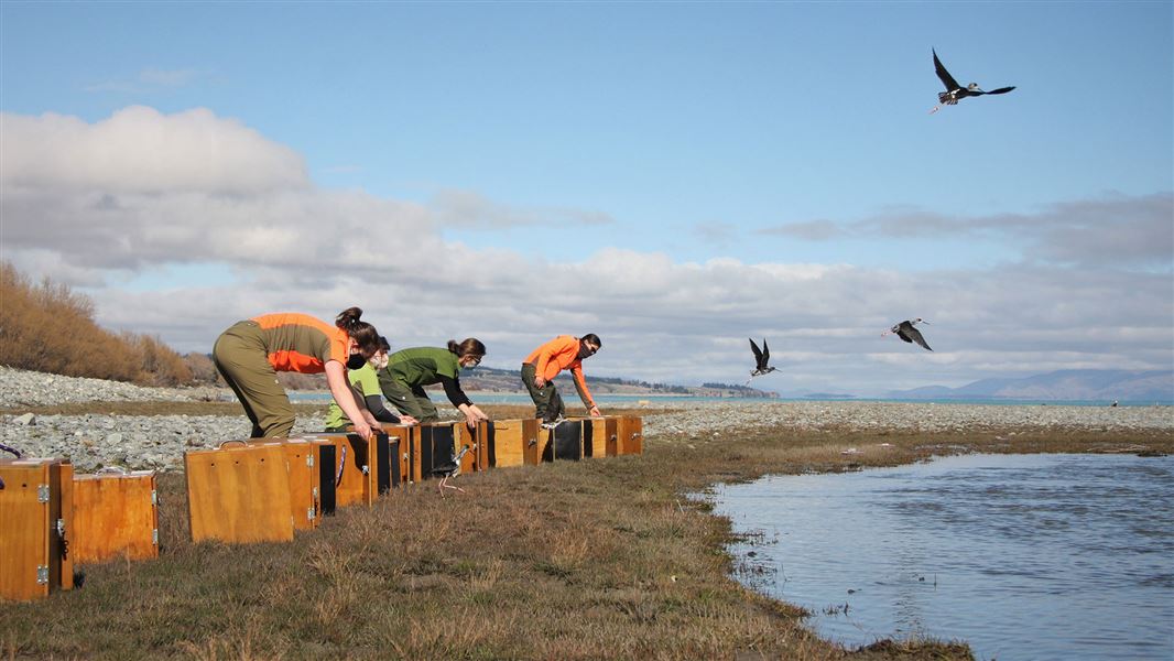 People releasing birds.