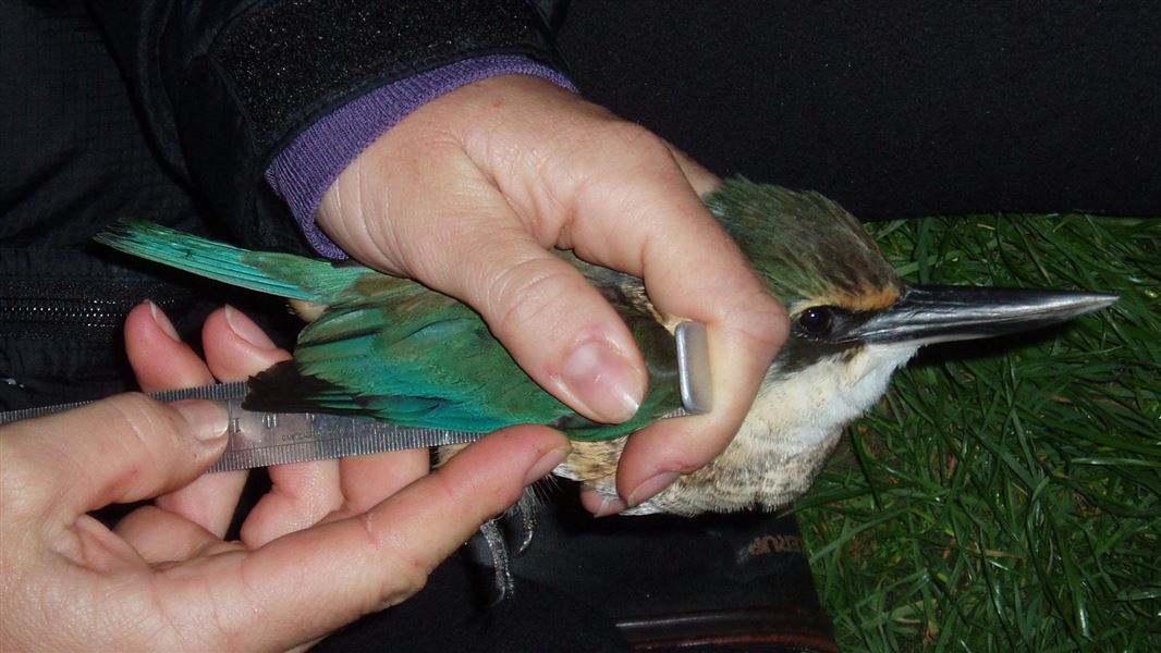 Measuring a kingfisher. 