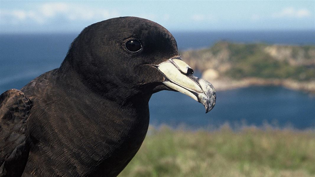 Black petrel