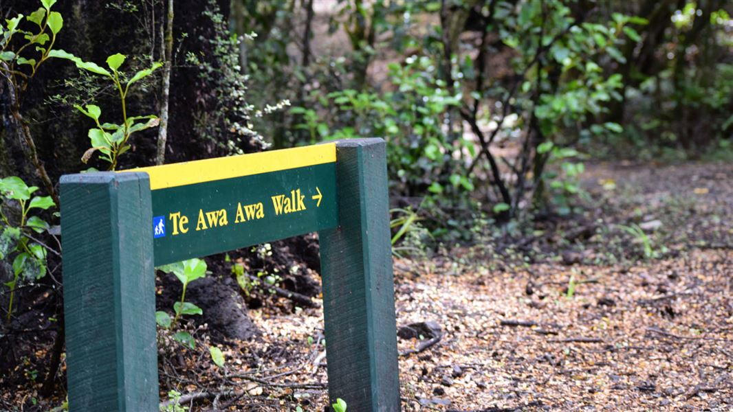 Mt Hutt Forest short walk.