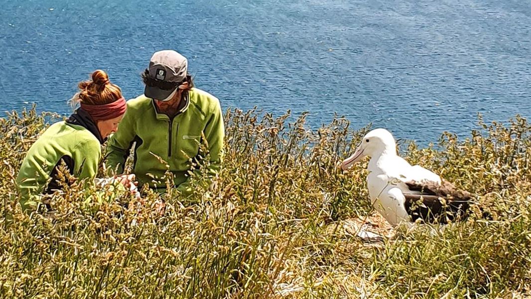 Two rangers sitting close to a royal albatross adult.