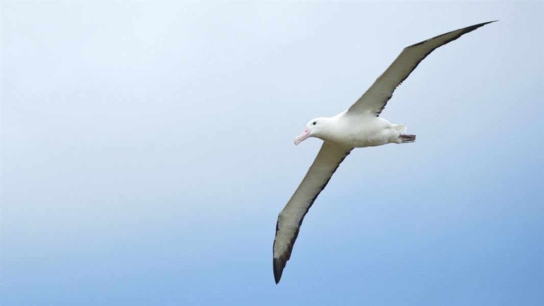 Northern royal albatross. 