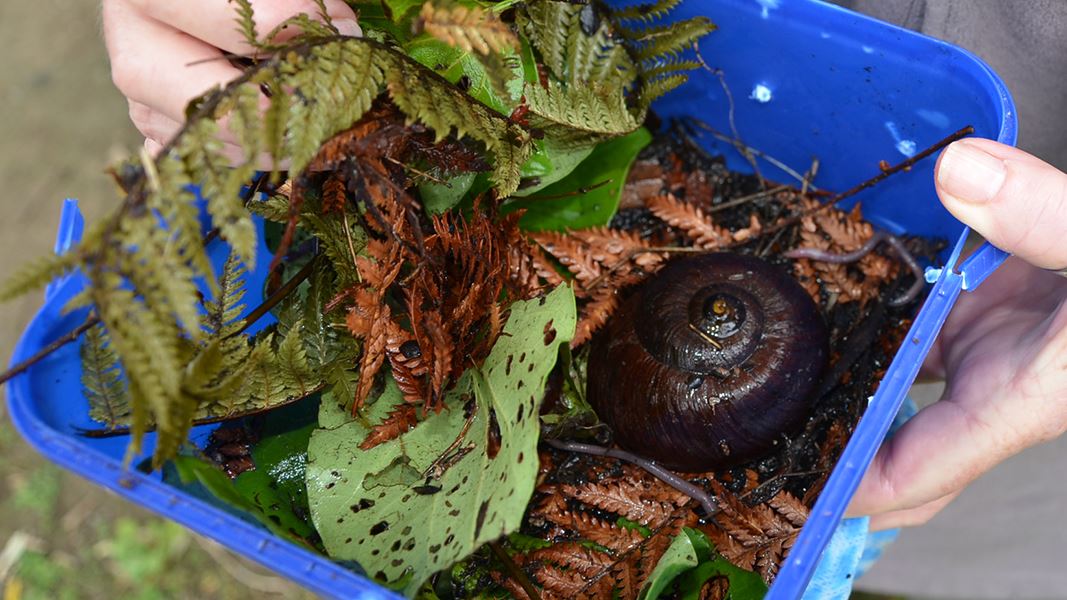 Melody McLaughlin holding the Powelliphanta. 