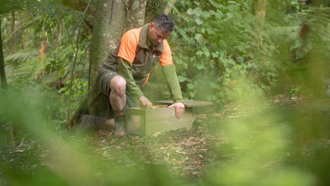 DOC staff member setting a pest trap. 