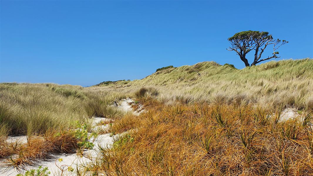 Manauea/Ocean Mail Scenic Reserve Walk: Ocean Mail Scenic Reserve ...