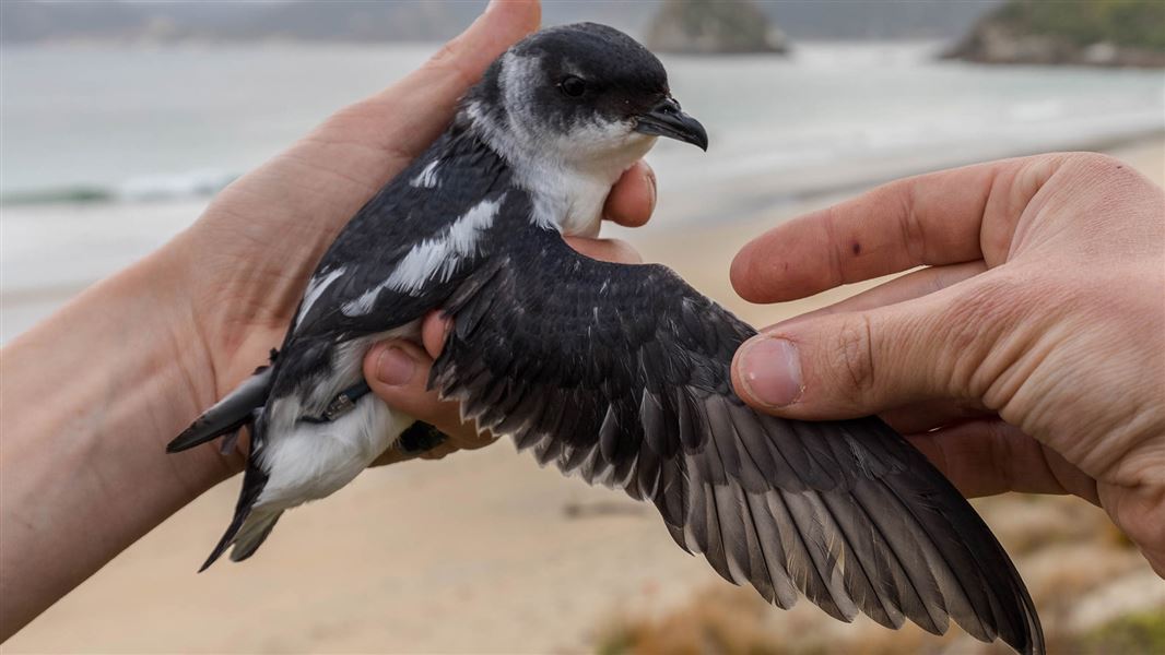 A person holding a bird, outstretching it's right wing.