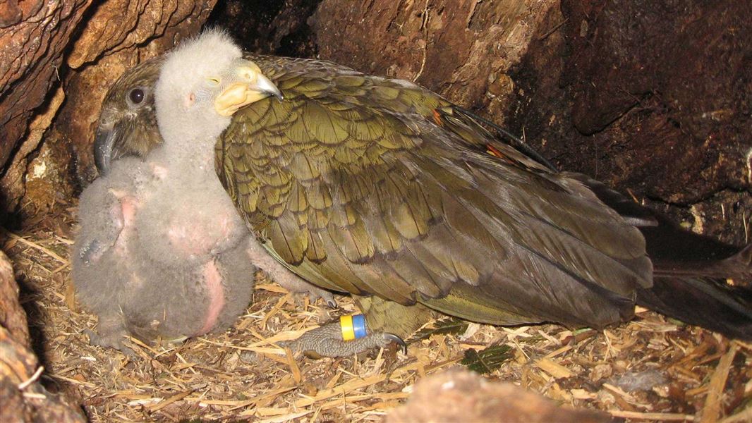 Kea and chick in nest. 