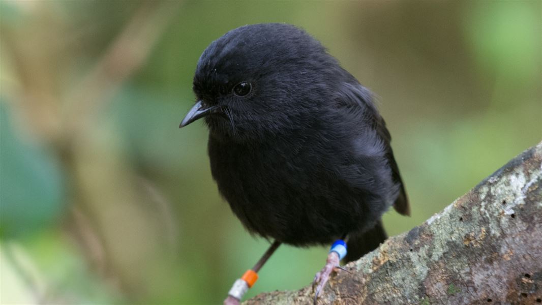 Chatham Islands’ black robin with red and blue ankle tags standing on a branch.