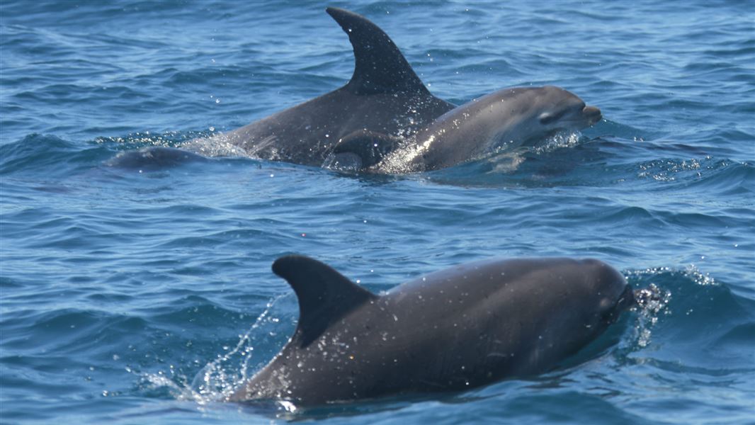 dolphin calf fews weeks old