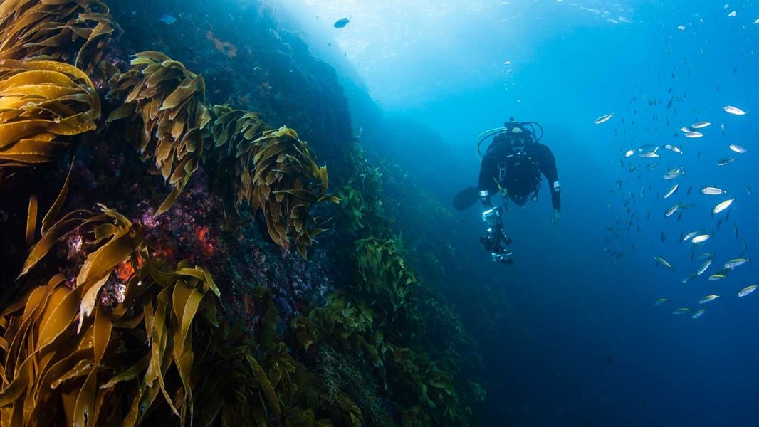 Diving in Poor Knights Islands Marine Reserve. 