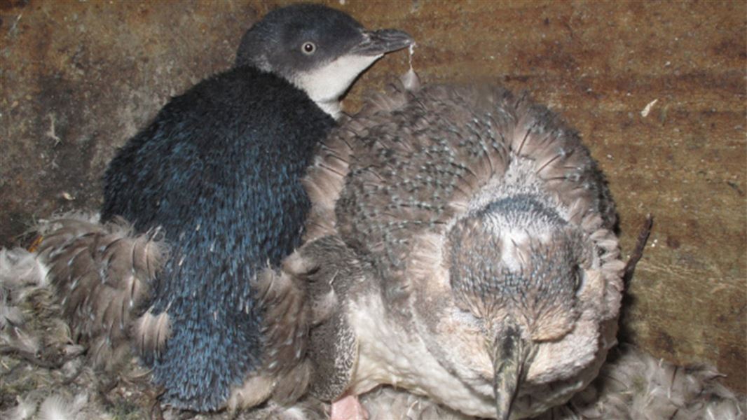 Adult little blue penguins in moult 