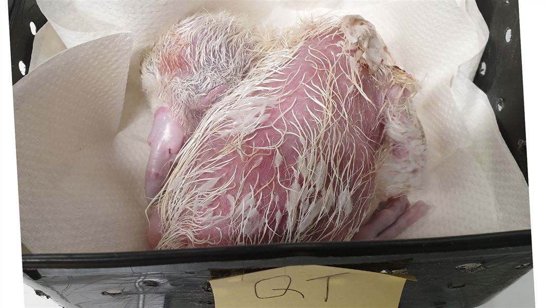 A pink and thinly feathered chick in an incubator.