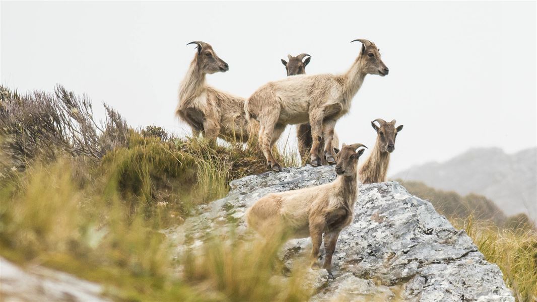 Juvenile male tahr.