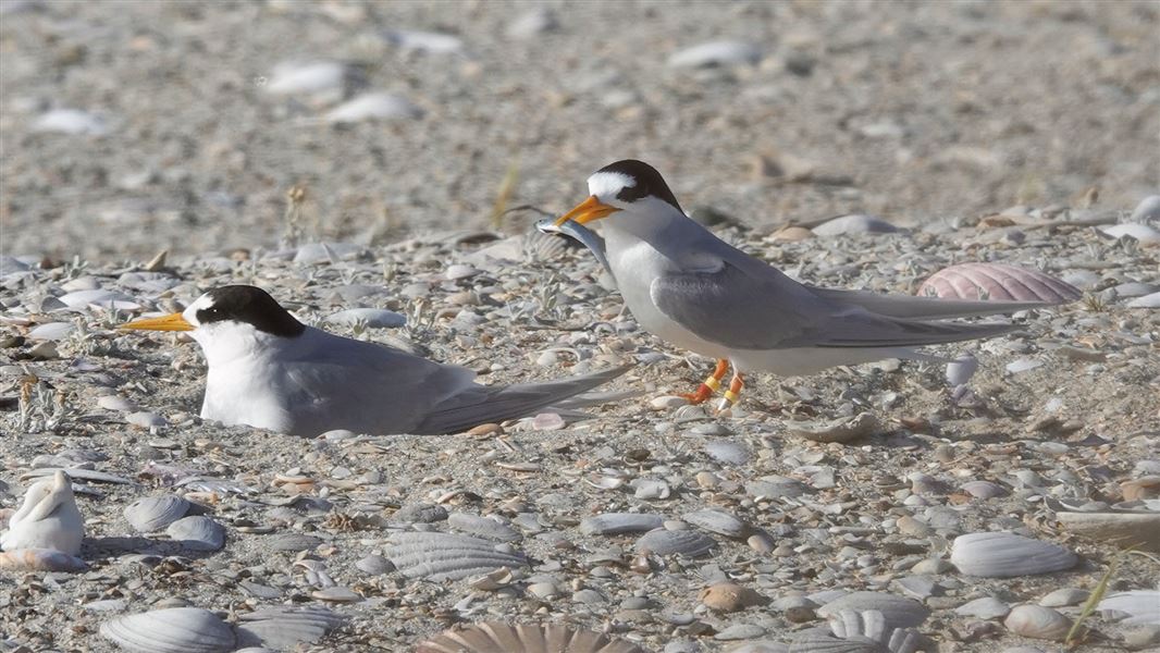 Adult tara iti pair, one nesting in the sand, another standing neatby.