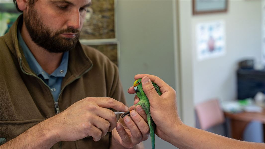 Putting a band on a bird. 