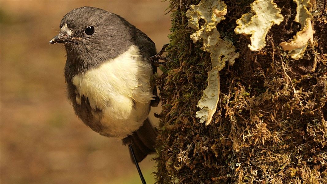 South Island robin/toutouwai (Petroica australis australis)