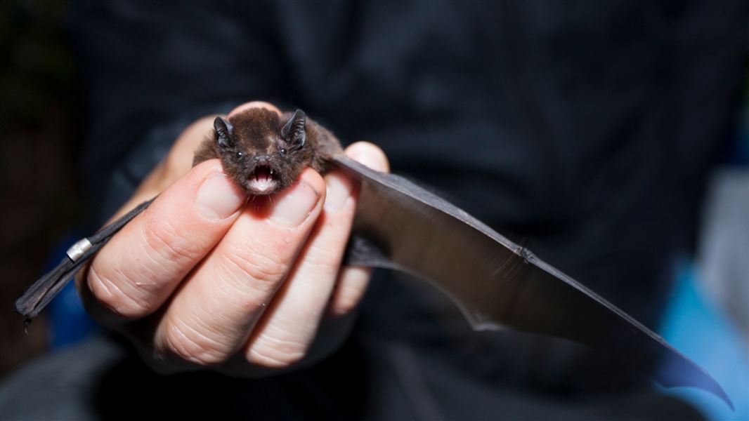  Long-tailed Bat