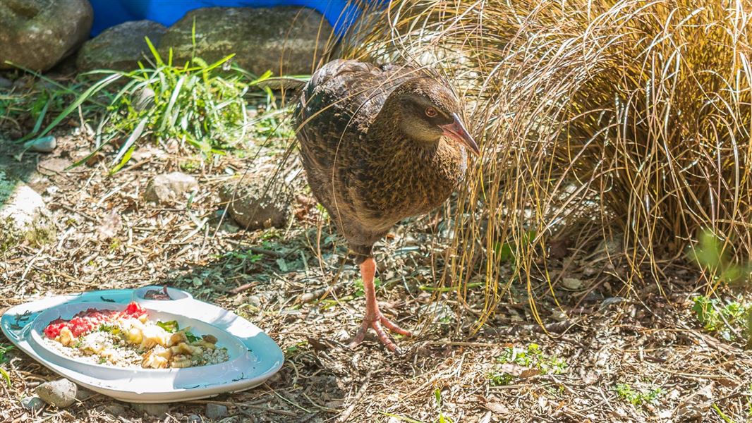 One-legged weka. 