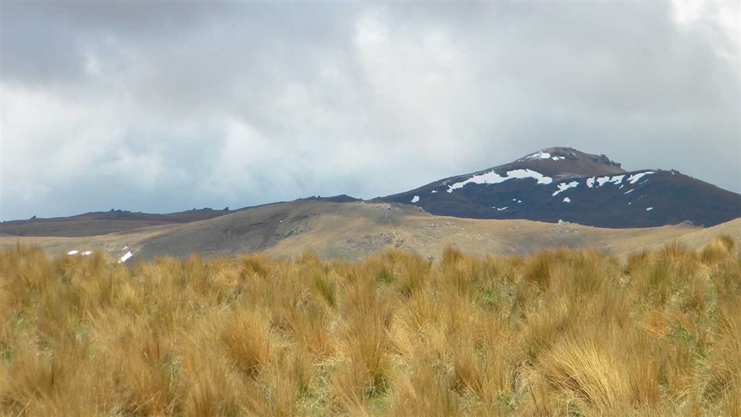 Pomohaka Conservation Area. 