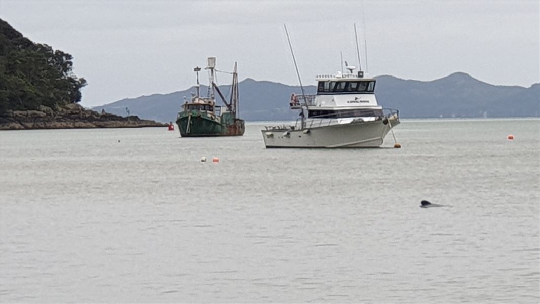 Harbour with two fishing boats at anchor with a hector dolphin fin coming out of the water.