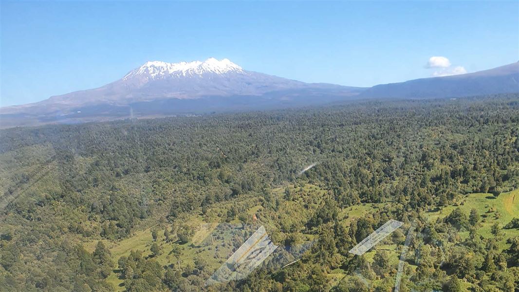 Wilding conifers from the air. 