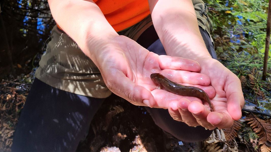 DOC Freshwater Ranger Suze Harris with a brown mudfish. At the “Conservation Conversations” event in Punakaiki on Wednesday 4 September she will be speaking about what freshwater critters live in our freshwater streams, habitat restoration examples near Punakaiki, and the biggest threats to freshwater biodiversity. 