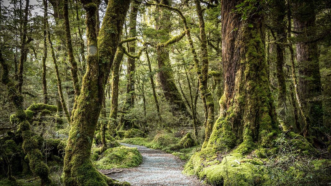 Pathway through forest trees.