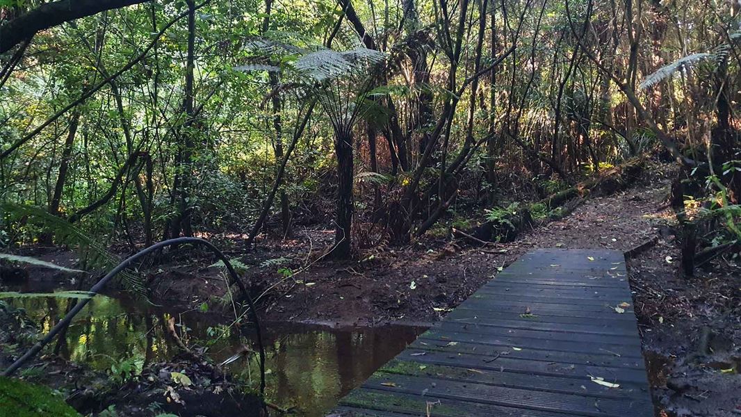 A boardwalk crosses a small stream in a tree shade covered area.