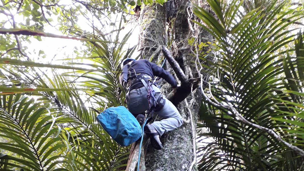 Tertia Thurley climbing tree to collect seeds. 