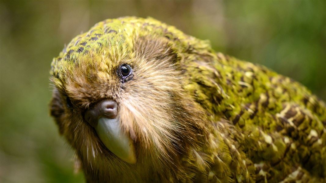 Kenneth the kākāpō looks right at the camera.