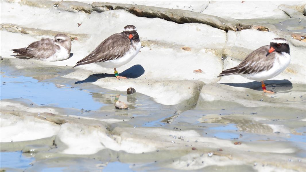 Juvenile, female, and male shore plovers. 