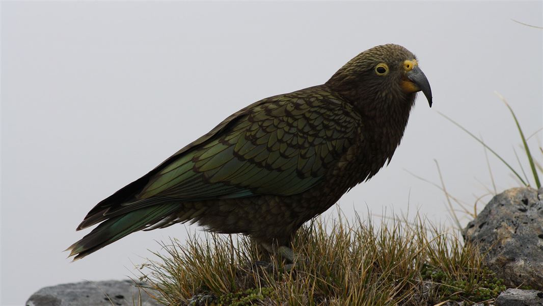 A close-up of a kea, a green alpine parrot, on a rock.