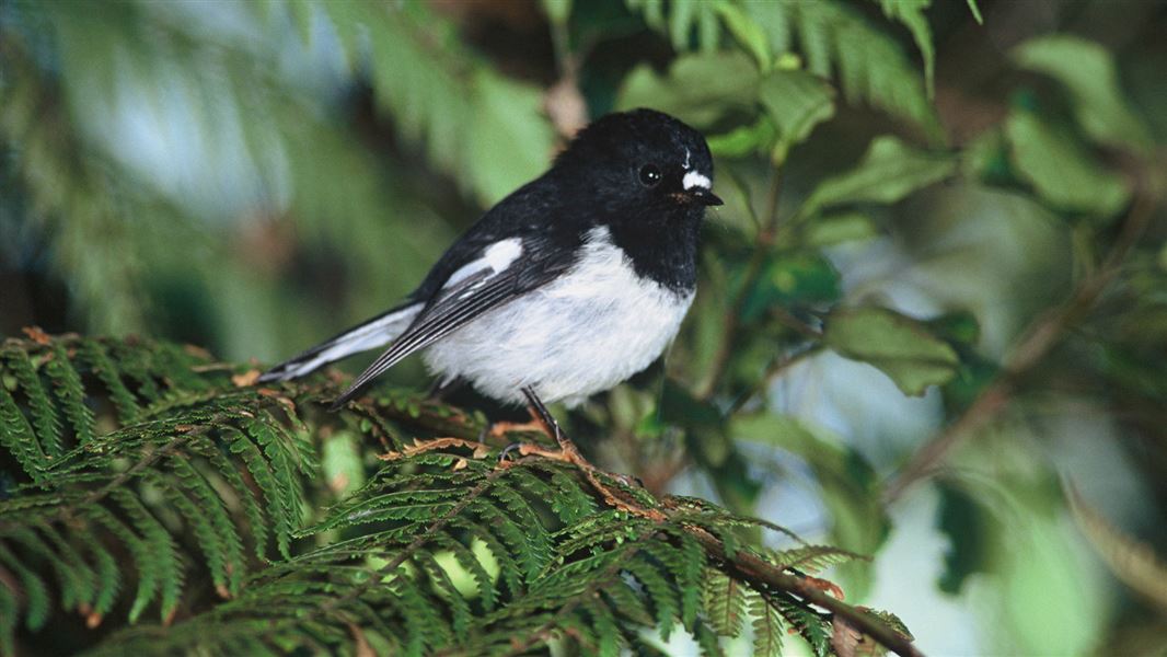 North Island tomtit.