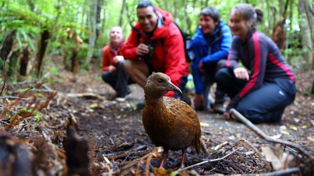 Group of people watching a weka. 