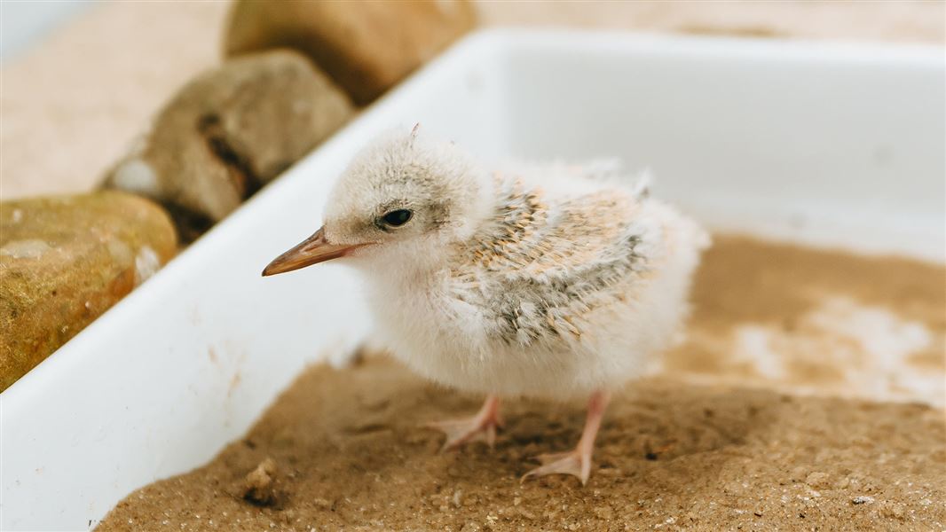 A small chick at Auckland Zoo. 