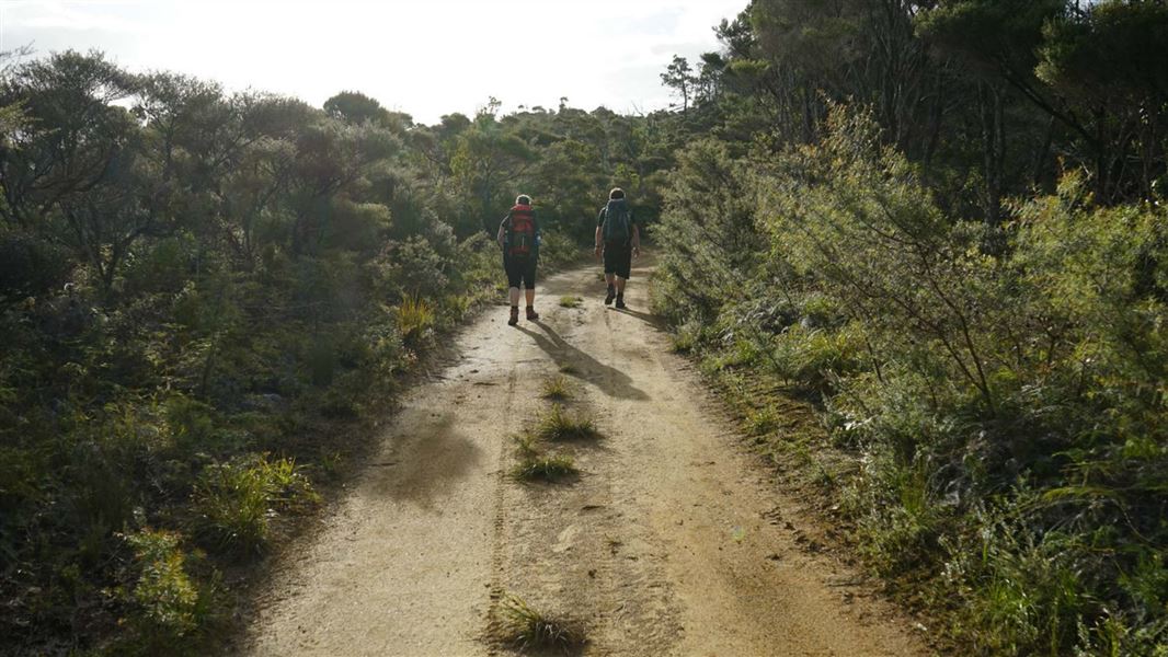 Forest Road Great Barrier Island.