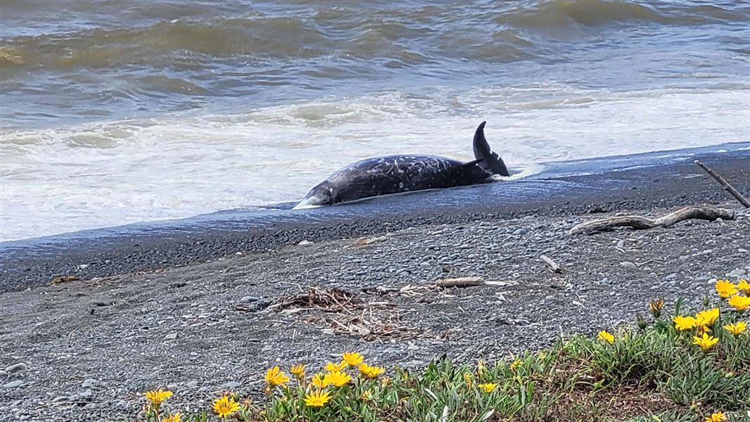 A dead whale body lies on a stony beach.