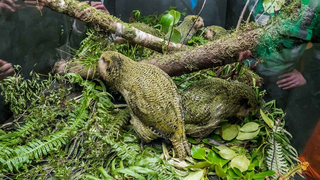 Kākāpō in viewing enclosure at Manapōuri power station. 