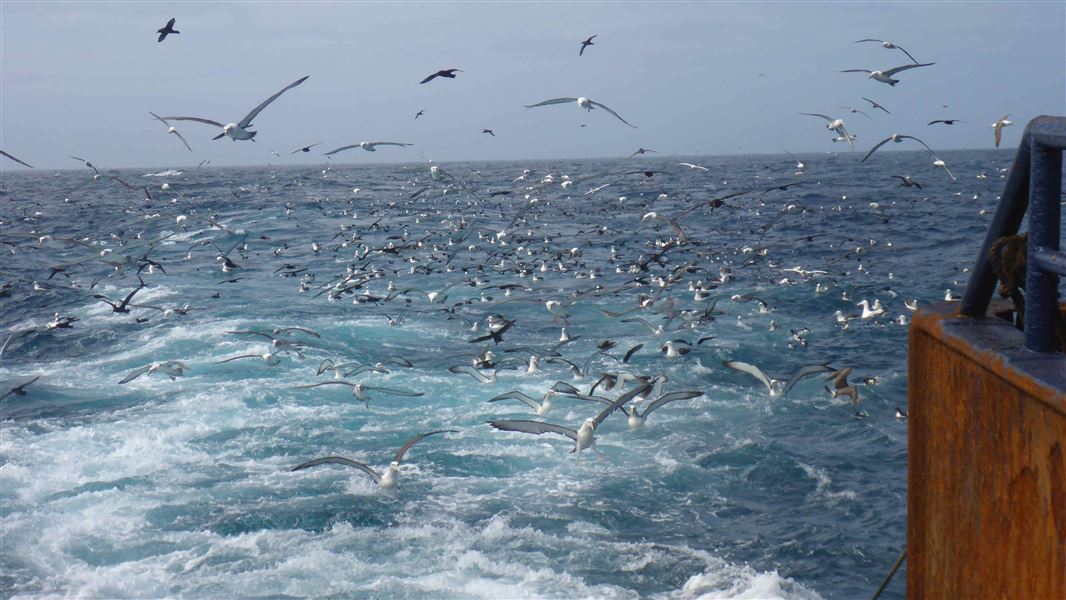 Seabirds around a fishing vessel. 