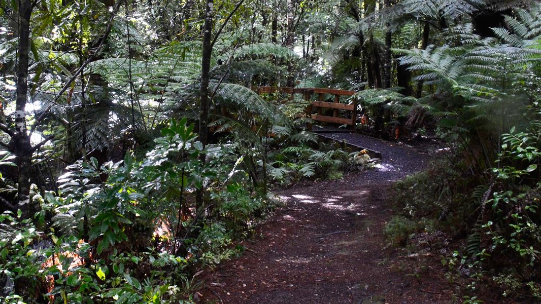 Broken Hills Walking Tracks Coromandel Forest Park