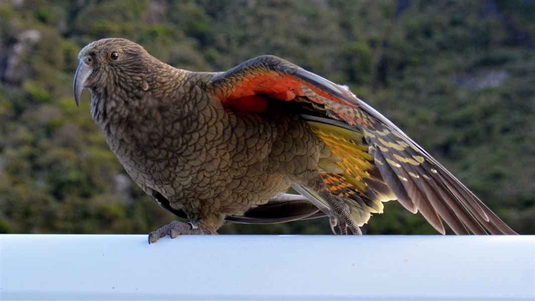 Kea (nestor notabilis)