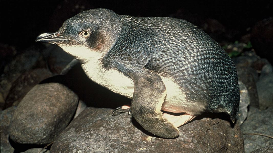 Little blue penguin.