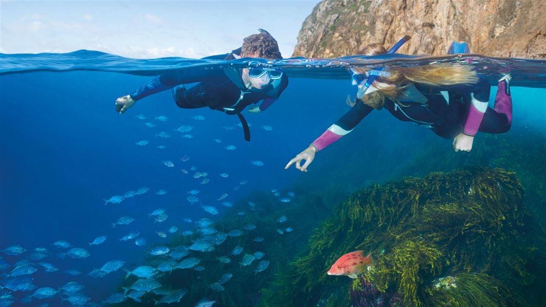 Snorkelling, Poor Knights Island Marine Reserve