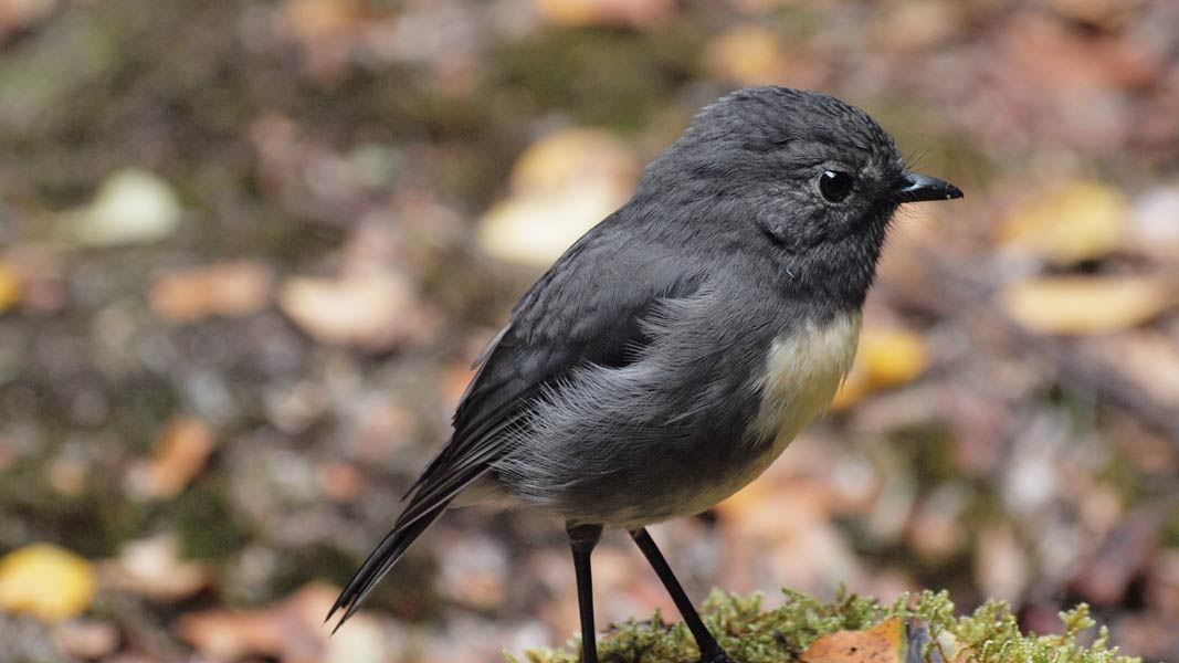 New Zealand robin/toutouwai: Land birds: Native animals