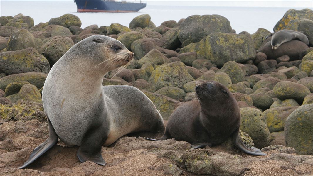 Two seals on rocks.