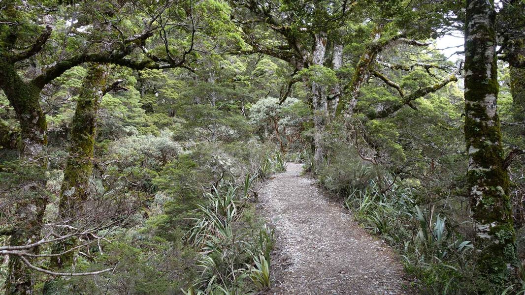 Mount Arthur Track. 