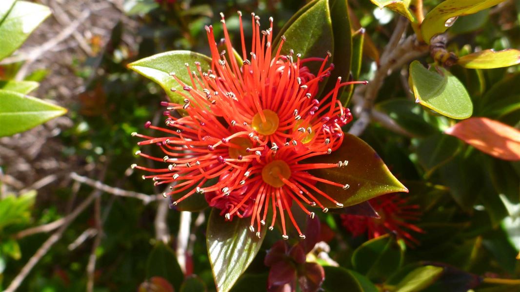 Southern rata