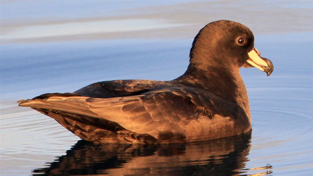 Westland petrel. 